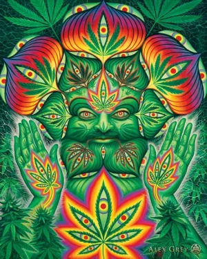 Cannabacchus 06 Grey
