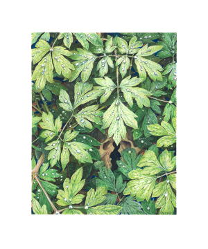 Card image top