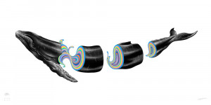 Card image top