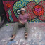 Gerardo Antunez